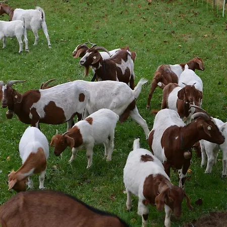 Sternenthal Apartamento